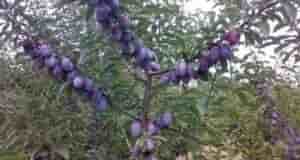 Удобряем сливу правильно! На заметку 1. В течение первого года после посадки удобрять сливу…