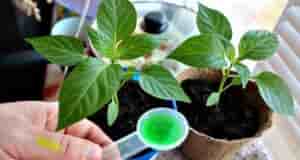 ПОДКОРМКИ ДЛЯ КРЕПКОЙ И СИЛЬНОЙ РАССАДЫ ПЕРЦА Используйте эти подкормки, если хотите, чтобы ваша…