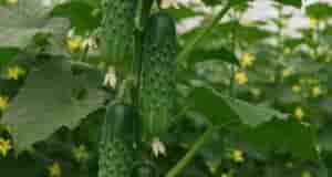 Формировка огурцов — важный приём, без которого сложно получить стабильный и богатый урожай. Если…