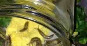 Избавляемся от слизней На заметку Насыпьте в банку кукурузной муки (крупы) и положите ее…