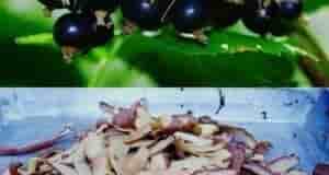 Вот и очистки тоже пригодились Подкормленные таким образом смородина, малина или крыжовник выглядят «здоровее»…