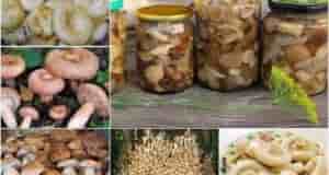 Универсальный маринад для большинства грибов Грибочки получаются ну очень вкусными! Ингредиенты: — 1 литр…