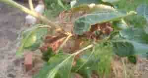 Здравствуйте. У молодой яблони все листики скручиваются и выглядят неважно, а дальше начали расти…