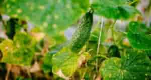 Для сохранения здоровья листьев огурцов и предотвращения их желтения, вот несколько проверенных рецептов: Йодно-молочный…