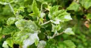 Хелп!!! На кустах смородины появился белый налет. Что это? И как с этим бороться,…