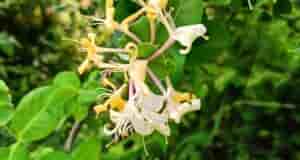 Добрый день. На даче обнаружила вот такую лиану и не пойму что с ней…