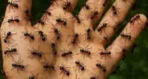 Как я избавилась от муравьёв с помощью простого аптечного средства Муравьи облюбовали розы, пионы…