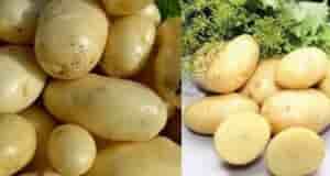 Картошка 40-дневка: 3 ультраранних сорта, урожай через 40-45 дней Чтобы уже в июне собирать…