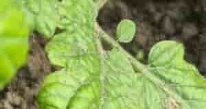 Здравствуйте, подскажите пожалуйста чего нехватает томатам?