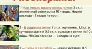 Смородине за сезон требуется 4 подкормки