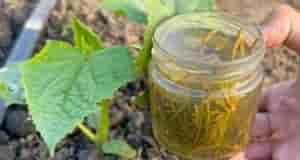 Огурцы будете раздавать всем соседям. Настойка для огурцов — для бурного роста и большого…