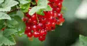 Как помогают крахмал и зола для смородины. Kpaxмaл и зoлa — oтличныe yдoбpeния для…