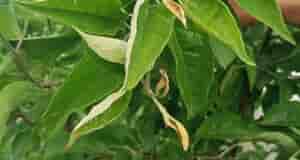 Помогите спасти яблони и груши. Точка роста стала коричневой и отмирает буквально за два…