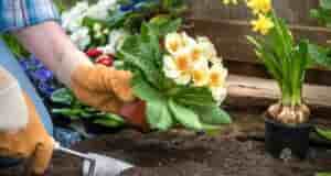 Что сеять и сажать в апреле в саду и огороде. На заметку Какие однолетние…