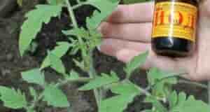 Бояться йода не стоит. В нем нет ничего плохого, если использовать его в меру….