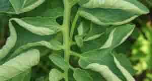 Если у помидоров и перца скручиваются листья, это может быть связано с нехваткой микроэлементов…