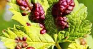 Домашнее средство от ржaвчины, пятнистости — 1 стoловyю ложкy соды — 1 чайнyю ложкy…