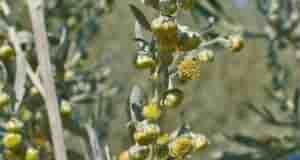 Лечение полынью убивает всю гноеродную простейшую инфекцию в организме, излечивает бессоницу, нервные болезни и…