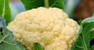 Цветная капуста: развенчиваем мифы и выращиваем без проблем! Миф 1: Цветная капуста – капризная…