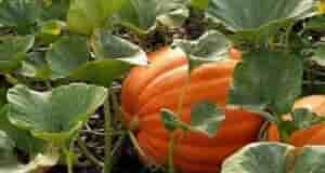 Как вырастить большую и вкусную тыкву В качестве подкормок используйте нитрофоску (10 г на…