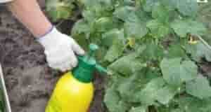 Опрыскивание огурцов в период цветения, для хорошего завязывания плодов Во многих регионах, огурчики уже…