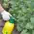 Опрыскивание огурцов в период цветения, для хорошего завязывания плодов Во многих регионах, огурчики уже…