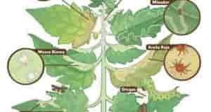 Список основных вредителей сада и огорода и проверенные, рабочие препараты против них. Тля -…