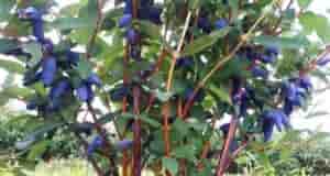 Опрыскиваю жимолость и собираю богатый урожай: в период цветения кустарник нуждается в этом удобрении…