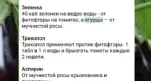 Как получить высокий урожай огурцов
