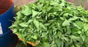 Почти бесплатно. Нашли для вас замечательный рецепт. Из доступных ингредиентов. Основной — это крапива….