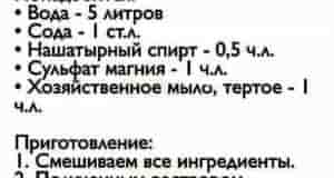 Благодаря данному раствору у роз начнется активный рост новых