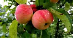 Весенняя подкормка яблонь! С ранней весны начинают и подкормку деревьев в саду. В это…