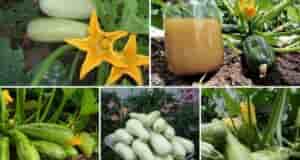 ПОДКАРМЛИВАЕМ КАБАЧКИ Чем подкормить кабачки для их обильного плодоношения и от гниения. — вода…