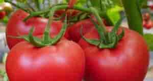 Подкормка для томатов Ингредиенты: сухие дрожжи (10 г), сахар, зола. Приготовление: • Налейте в…