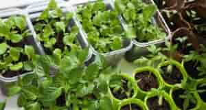 Полезные советы для успешной рассады Помидоры: При высадке рассады добавьте в лунку соломенный жгутик…