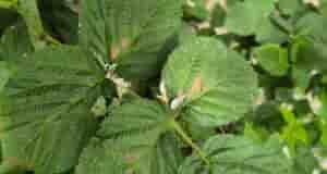 Добрый день, знатоки. На листьях малины появились пятна. Подскажите что это и что с…