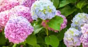 Гортензия – чудecное растение с роскошными цветами. Оно любит «покушать». Очень любит, кормите его…