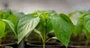 1. Нашатырный спирт Разведите 5 г аммиака в 3 л воды и произведите 2-3…