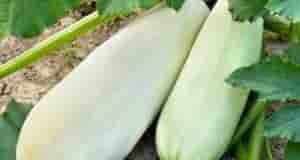 Хитроcти в вырaщивании кaбачков Кабачкам нужно опыление. Для этого можно привлечь насекомых благодаря опрыскиванию…