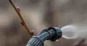 Опрыскивайте сад в оттепели, весной времени не будет! Когда опрыскивать? Когда температура повысится до…