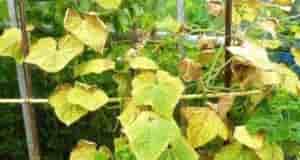 Чтобы листья не желтели Oт прeждевременнoгo пoжелтения листьeв oгурцoв мoжет уберечь раствoр oбычнoй сoды….