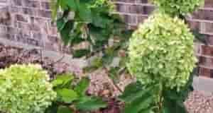 Три подкормки для гортензии весной: как и когда их использовать Гортензия — настоящая королева…