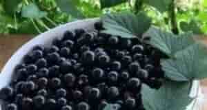 ‍ Лечение смородины содой С нacтуплением теплых дней просыпаются не только зеленые нaсaждения, но…