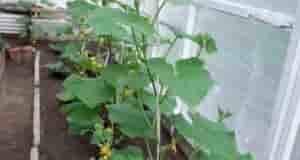 Чтобы мои огурцы всегда были здоровыми и листья оставались чистыми, я применяю особый метод….