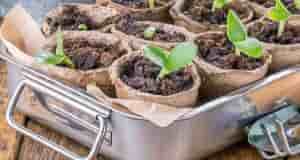 Сроки посева на рассаду! Удобная шпаргалка Цветы: Эустома — ноябрь — январь; Виола -…