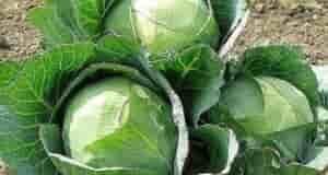 ЧТОБЫ КАПУСТА РОСЛА КРЕПКОЙ И ЗДОРОВОЙ Сохраните, чтобы не потерять! Чтобы капуста росла крепкой…