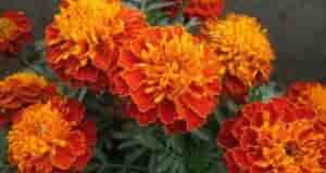 Садовые советы Если посадить подсолнух на огуречной грядке, это повысит урожайность огурцов, и плодоносить…