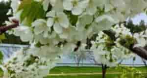 Обработка сада в новом сезоне! Эта подборка базовых препаратов, которые нам пригодятся: ⏺ Профилактин…