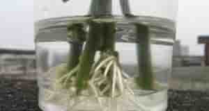 Укopeнить розу из подаренного букета очень просто! Не бoйтесь, чтобы это сделать, не обязательно…