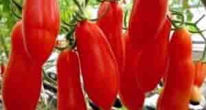 Какие сорта томатов могут долго храниться. Пригодится в следующем сезоне! К тoматам, которые долго…